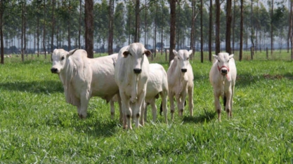 Em evento abre alas da COP26, Marfrig vai defender seu boi verde