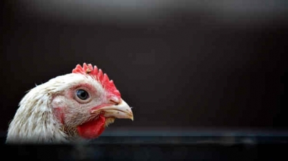 Frango: Análise Conjuntural Cepea/Esalq/USP Agromensal Agosto/21