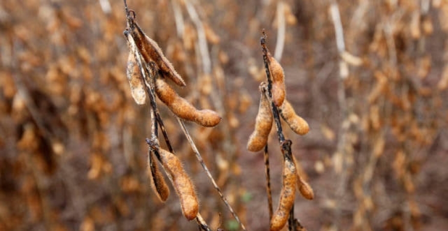 Chuva não vem com força e plantio de soja ainda é pontual no Brasil