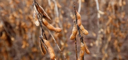 Chuva não vem com força e plantio de soja ainda é pontual no Brasil