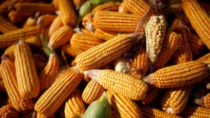 Clima deve derrubar a exportação de milho da safra 2020/21 em 1 mi de t