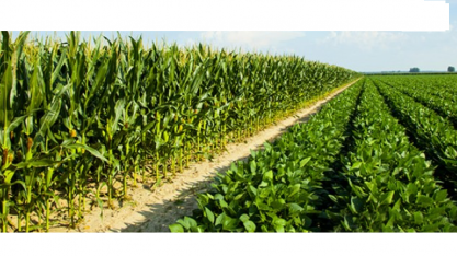 Soja e milho, com preços altos, avançam sobre áreas de arroz, feijão e cana