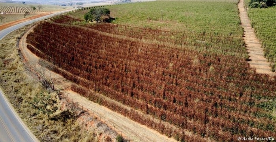 Geada e mudanças climáticas ameaçam café brasileiro  