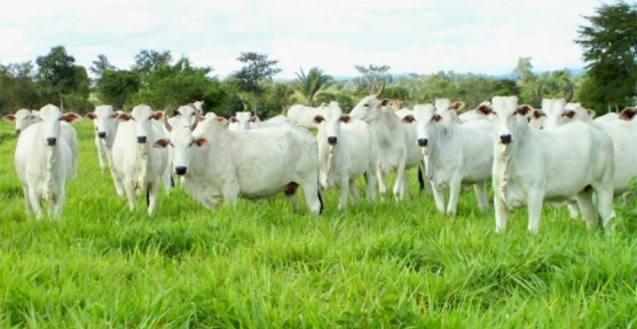 Boi: Análise Conjuntural Cepea/Esalq/USP Agromensal Agosto/21