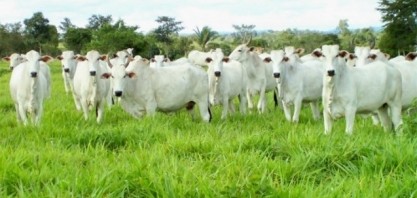 Boi: Análise Conjuntural Cepea/Esalq/USP Agromensal Agosto/21