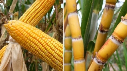 China: Importações de milho crescem 227% em setembro; de açúcar 61%