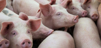 Governo Chinês aposta na queda de preços dos suínos