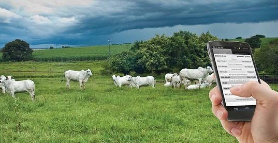  Pecuarista agora monitora rebanho até pelo celular
