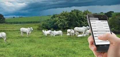  Pecuarista agora monitora rebanho até pelo celular