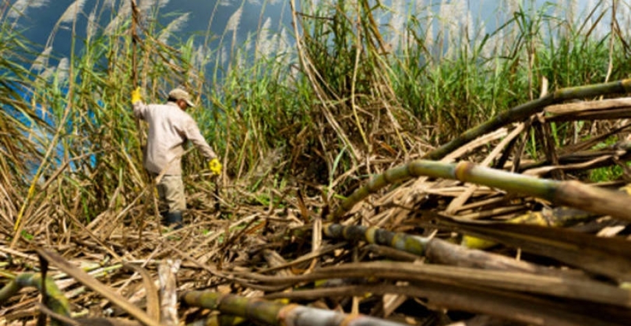 Açúcar/Índia: Produção deve aumentar 3% em 2021/22, para 34,7 mi de t
