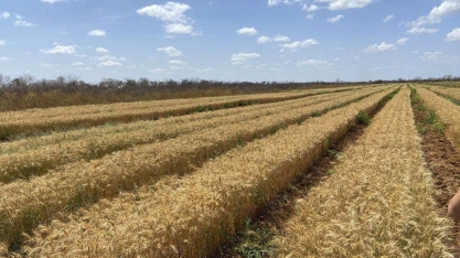 Trigo chega ao Nordeste com alta produtividade e custos mais baixos