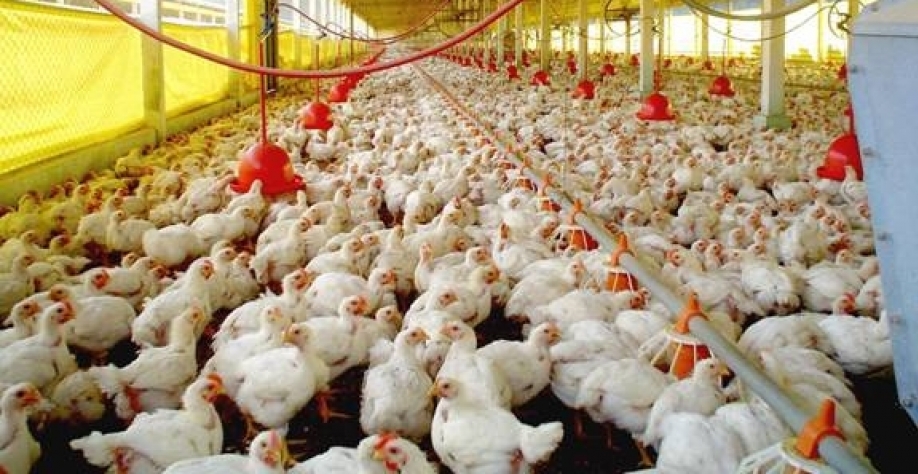 Frango: Análise Conjuntural Agromensal Cepea/Esalq/USP Setembro