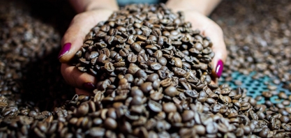Café: Estimativa de superávit global é reduzida para 2,386 milhões de sacas