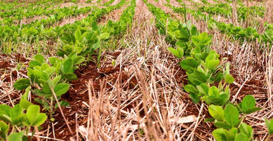  As estratégias dos especialistas para evitar falta de água na soja