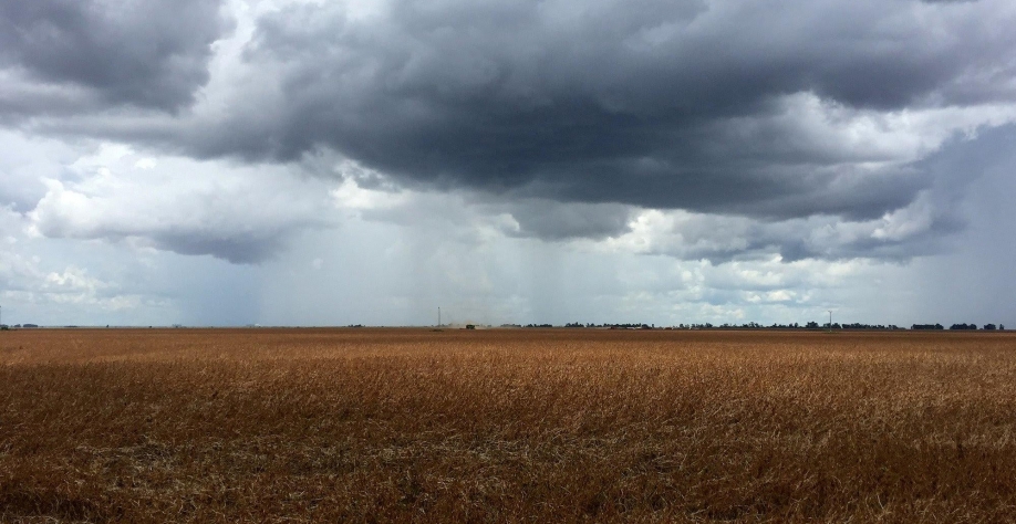 Nova safra de soja do país já tem 28,1%, da produção vendida