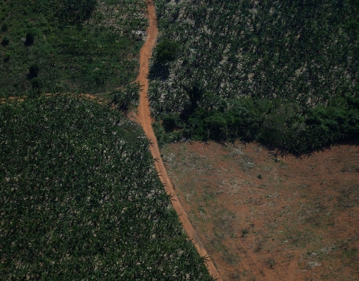 Embaixador da Noruega diz que Brasil precisa de plano para desmatamento