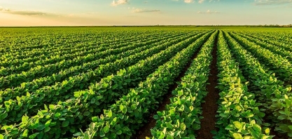  Soja: Análise Conjuntural Agromensal Cepea/Esalq/USP Setembro