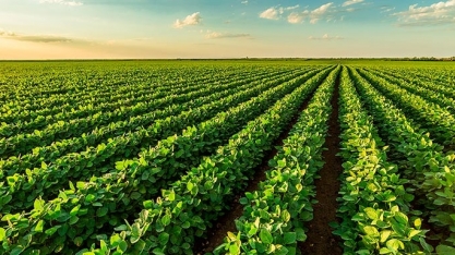  Soja: Análise Conjuntural Agromensal Cepea/Esalq/USP Setembro