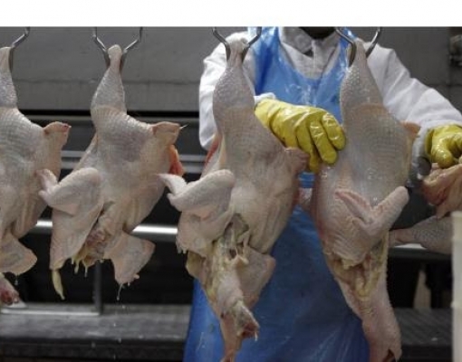 Exportação de frango em setembro cresce 21,3% ante ano anterior 