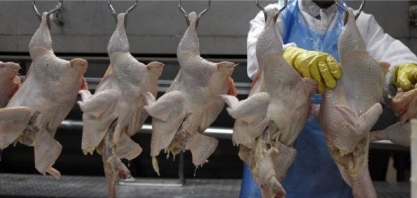 Exportação de frango em setembro cresce 21,3% ante ano anterior 