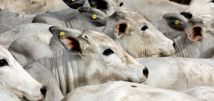 Exportação de carne bovina pode crescer 2% em 2021 apesar de China