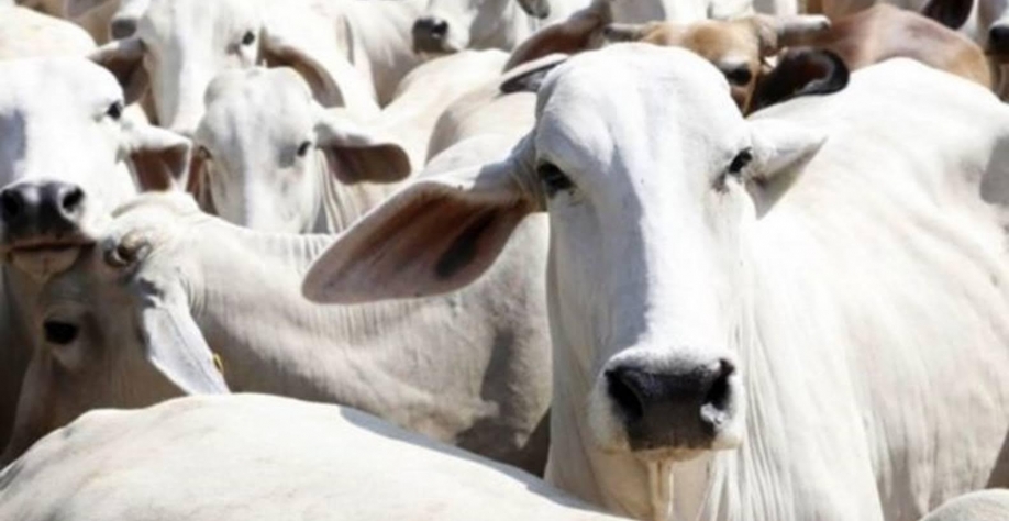 EUA debatem lei que pode barrar US$ 500 milhões em exportações do Brasil