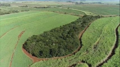 Usina de cana restaura mata nativa e consegue renda com a preservação