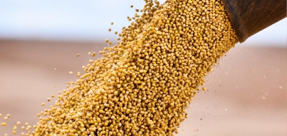Exportação de soja brasileira para a China cai 18% em setembro