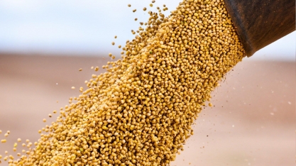Exportação de soja brasileira para a China cai 18% em setembro