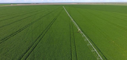 Perda de renda eleva produção e uso de alimentos de menor custo