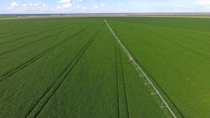 Perda de renda eleva produção e uso de alimentos de menor custo