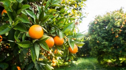 Suco de laranja: consumo menor absorveu quebra no Brasil