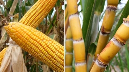 Consórcio com o milho aumenta a produção sustentável de cana no Cerrado
