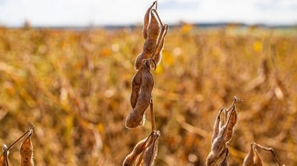 Corteva aperta o passo para enfrentar reinado da soja da Bayer no Brasil