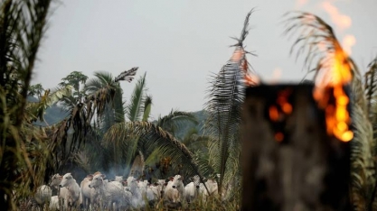 Entenda por que Brasil chega desacreditado à cúpula do clima COP26