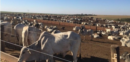Produção de carne bovina fica em 10 mi de t, mas poderia ser de 255 mi 
