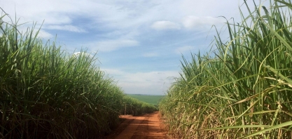 Produção de açúcar do Centro-Sul cai quase 20% na 2ª quinzena de setembro