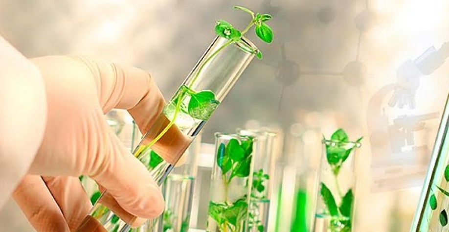 Corte de verba para ciência e tecnologia traz risco à pesquisa agropecuária