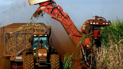 Copersucar avalia que produtividade dos canaviais pode dobrar com pesquisas