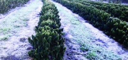 Governo define condições para crédito a cafeicultores atingidos por geadas