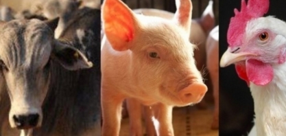 Exportações de carnes em setembro crescem em volume e receita