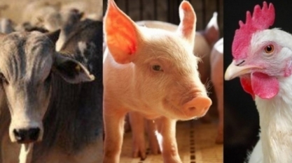 Exportações de carnes em setembro crescem em volume e receita