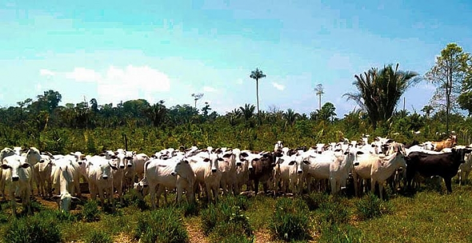 PA: 10% dos bovinos adquiridos são de áreas com problemas socioambientais