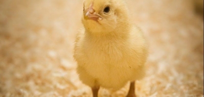 Brasil abre mercados para peixes, bovinos e material genético avícola