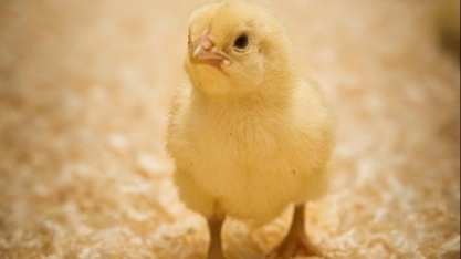 Brasil abre mercados para peixes, bovinos e material genético avícola