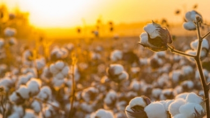 Algodão: Análise Conjuntural Agromensal Cepea/Esalq/USP Setembro