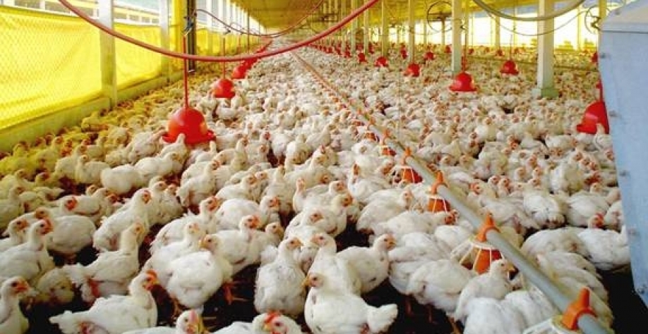 Frango: Competitividade cresce ante carne suína, após 3 meses de queda