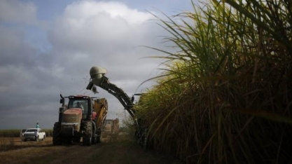 Cana: Moagem no Centro-Sul na 2ª quinzena de out. tem queda anual de 36,79%