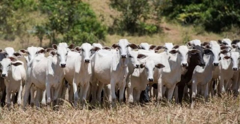 Boi: Análise Conjuntural Agromensal Cepea/Esalq/USP Outubro/2021