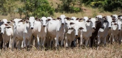 Boi: Análise Conjuntural Agromensal Cepea/Esalq/USP Outubro/2021